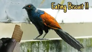 The lucky bird - Greater coucal Bird /crow pheasant Bird / ukkan / Centropus sinensis / ചെമ്പോത്ത്