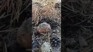 #mushroom Белый гриб прячется в иголках #shorts