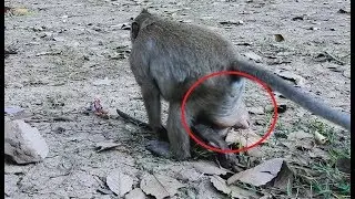 Unbelievable Sweetpea molest poor baby monkey Lori, Baby try escape to mom/Wild Monkey