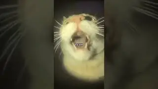 🙀 cat meme i can dank 🙀
