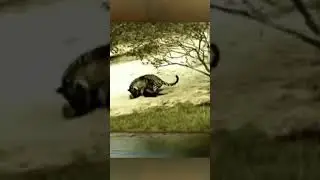 Macan Tutul Salah Pilih Mangsa #shorts
