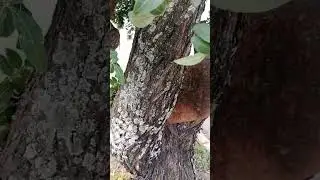 Yemas adventicias en el &aacute;rbol pirul 