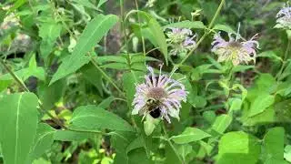Bombus affinis (Rusty Patched Bumble Bee) Nectar-robbing Wild Bergamot