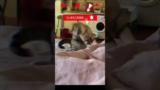 Cat dance party.😍 #catdance #felinefun #funnycat #catsvideo #funnyvideo #cutecats