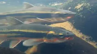 Peamouth Spawning in Kelsey Creek in Bellevue, Washington.