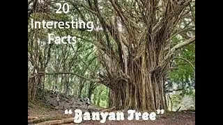 20 Interesting Facts about 