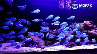 Chromis viridis - хромис зеленый