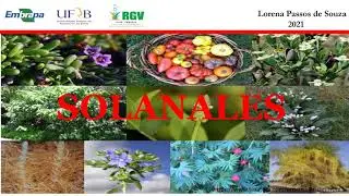 Disciplina Sistem&aacute;tica Vegetal 2021. Ordem SOLANALES com &ecirc;nfase em Solanaceae