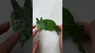 Leaf art to make wolf animal
