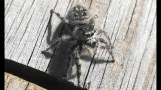 Fearless Jumping Spider ATTACKS Camera lens !