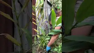 Harvesting white ginger lily roots(takhellei Maru)&heart leaf(Toningkhok)#harvesting #manipur#garden