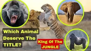 Which Animal is the REAL KING of the Jungle? 