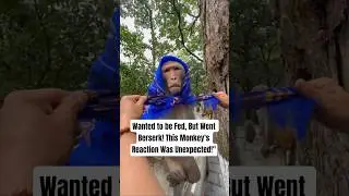 HOODED MONKEY demands his rights🤣 #shorts #viralshorts #funnyvideo #funnymonkey #monkey