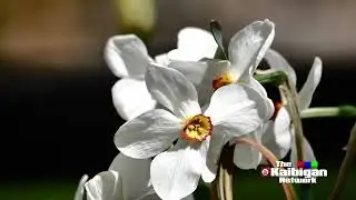 #EXPLORING #RANDOM #SWEDISH #FLOWERS                    #FREE #MOVIE #REMASTERED #TKN #Kaibigan
