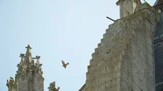 Une nouvelle ère pour Beauvais - épisode 2 : les animaux de la cathédrale