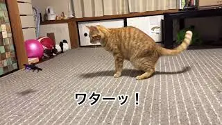 ドローン VS 猫パンチ JJRC R010