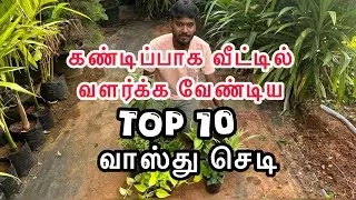 Top 10 வாஸ்து செடி / கண்டிப்பாக வீட்டில் வளர்க்க வேண்டிய செடிகள் 🥳🌿