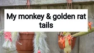 My monkey & golden rat tails- flowers,care and propagation Cleistocactus colademononis & aureispinus