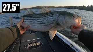 Lake Anna Winter Striper Fishing (2021)