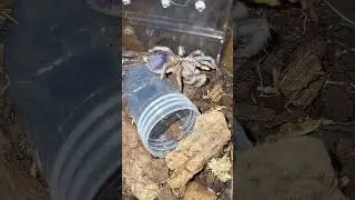 Pseudahapalopus sp blue feeding (Colombian Blue Dwarf Tarantula)