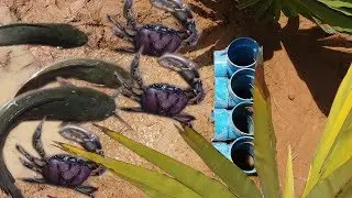 Water Plastic Pipe Deep Hole Fish & Crab Trap To Catch A Lot Of Fish & Crabs By Creative​ Man