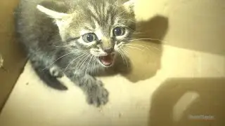Baby kitten hissing and he without toes on a paw