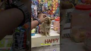 Bike repair #trending #viralvideo #yt #ytshorts #shorts #cat #bike #memes #meme