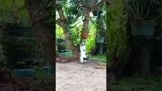🐱😏👍 #sudda #foryou #cat #viral #funny #animals #viralreels #trendingshorts #cat#petslove #viralvedio
