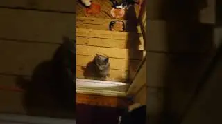 Cat, squnk, possum share the dinner table 10/20/19