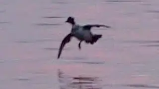 Andejakt & Sj&oslash;fugljakt (duck hunting / waterfowl hunting)