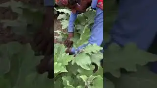 Balochistan brinjal 🍆. #village #balochistan #balochistanbrinjal #farming
