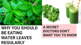 PROVEN HEALTH BENEFITS OF WATER LEAVES. HEALING POWER OF WATER LEAF. MEDICINAL EFFECT OF WATER LEAF.