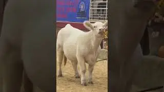 Last nights showmanship went good. Got called back but nothing overall! #showcattle #cows