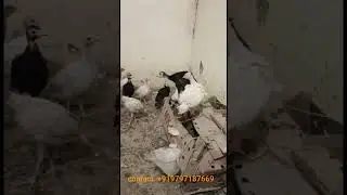 Turkey chicks available for sale in rajouri poonch.