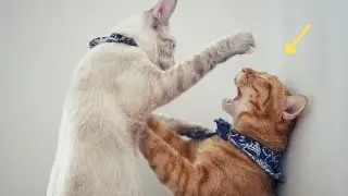 Cats Fighting - Real Cat Fight Compilation Video | Pets Theater