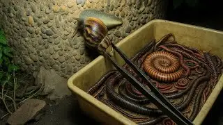 Catch Full | Would You Risk It? Hand-Catching Giant Millipedes & Venomous Scorpions