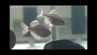 bitterling dance