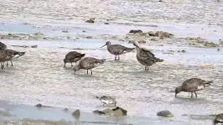 Hudsonian Godwits at North Point on James Bay, Ontario 2015
