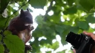 Ik probeerde eekhoorns te lokken zodat ik ze kon filmen