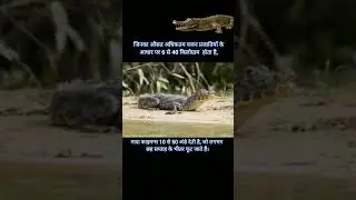 Caiman🐊काइमन (छोटा मगरमच्छ)#crocodiles #alligator #gators #gharial #caiman #caimans #reptiles #wild