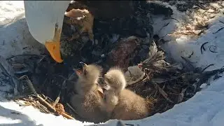 Shadow feeding breakfast | Big Bear Bald Eagle | Mar 8, 2025