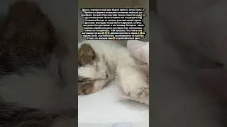 Бедося приюта-Кот Батон.#помощькотам #кошкирулят #кошаки #кошачийглаз