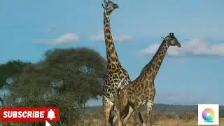 Giraffe Tries Hard to Mate With Female (mating season)