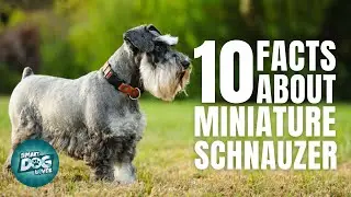 10 Facts About The Miniature Schnauzer | Dogs 101 - Miniature Schnauzer