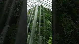 COULD FOREST