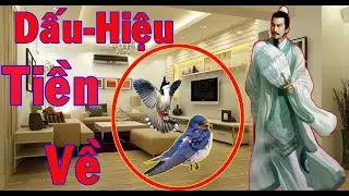 CHIM BAY VÀO NHÀ là điềm cát hay hung  nên làm gì  hóa giải thế nào
