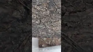 Huntsman spider camouflage! #huntsmanspider #spider #camouflage #animals #animalbehavior