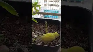 loves to play #parakeetlovers #parakeetsounds #parakeet #budgies #budgieslovers #parrotplaytime
