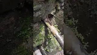 #caterpillar