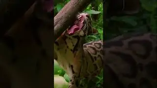 Дымчатый леопард. Современный саблезубый #animals #животные